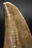 08136 - Top Rare 2.36 Inch Huge Tylosaurus sp (Mosasaur) Tooth Late Cretaceous