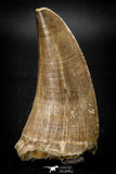 08136 - Top Rare 2.36 Inch Huge Tylosaurus sp (Mosasaur) Tooth Late Cretaceous