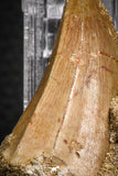 07844 - Rare 1.78 Inch Mosasaurus hoffmanni Tooth on Matrix Late Cretaceous