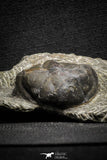 22050 - Top Rare Struveaspis bignoni Middle Devonian Trilobite