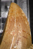 07844 - Rare 1.78 Inch Mosasaurus hoffmanni Tooth on Matrix Late Cretaceous