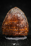 05057 - Top Rare 0.55 Inch Hamadasuchus rebouli Crocodile Tooth Cretaceous KemKem Beds