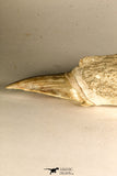 30768 - Top Huge 3.41 Inch Otodus obliquus Shark Tooth in Matrix Paleocene