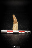 08137 - Top Beautiful 1.20 Inch Dyrosaurus phosphaticus Rooted Tooth