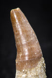 08137 - Top Beautiful 1.20 Inch Dyrosaurus phosphaticus Rooted Tooth