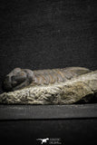 22050 - Top Rare Struveaspis bignoni Middle Devonian Trilobite