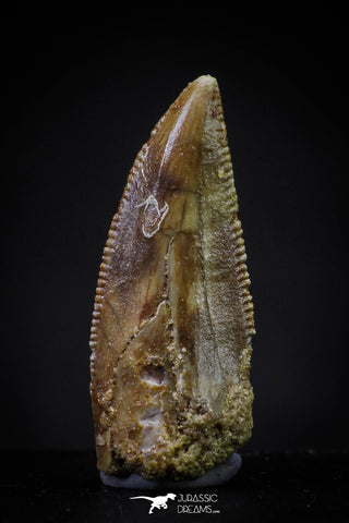 20598 - Top Beautiful 0.82 Inch Serrated Abelisaur Dinosaur Tooth Cretaceous KemKem Beds