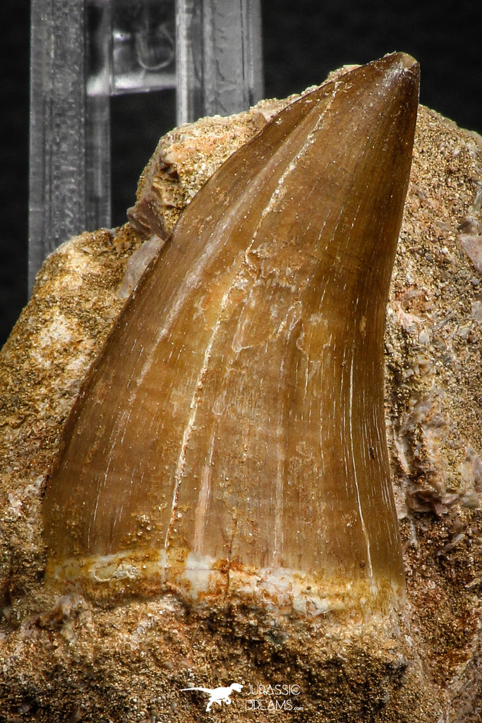 07845 - Top Huge 1.74 Inch Mosasaur (Prognathodon anceps) Tooth in Matrix Late Cretaceous