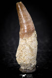 08137 - Top Beautiful 1.20 Inch Dyrosaurus phosphaticus Rooted Tooth