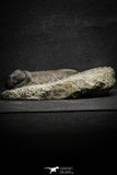 22050 - Top Rare Struveaspis bignoni Middle Devonian Trilobite