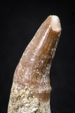 08137 - Top Beautiful 1.20 Inch Dyrosaurus phosphaticus Rooted Tooth