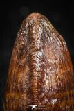 05057 - Top Rare 0.55 Inch Hamadasuchus rebouli Crocodile Tooth Cretaceous KemKem Beds