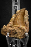 07845 - Top Huge 1.74 Inch Mosasaur (Prognathodon anceps) Tooth in Matrix Late Cretaceous