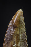 20598 - Top Beautiful 0.82 Inch Serrated Abelisaur Dinosaur Tooth Cretaceous KemKem Beds
