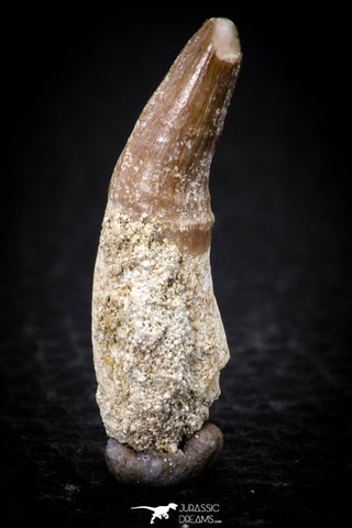 08137 - Top Beautiful 1.20 Inch Dyrosaurus phosphaticus Rooted Tooth