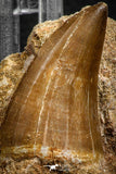 07845 - Top Huge 1.74 Inch Mosasaur (Prognathodon anceps) Tooth in Matrix Late Cretaceous