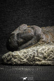 22050 - Top Rare Struveaspis bignoni Middle Devonian Trilobite