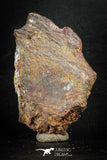 88309 - Top Beautiful 2.80 Inch Nice Cretaceous Crocodile Dermal Scute Bone KemKem