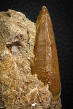 07845 - Top Huge 1.74 Inch Mosasaur (Prognathodon anceps) Tooth in Matrix Late Cretaceous