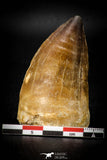 08138 - Well Preserved 2.32 Inch Mosasaur (Prognathodon anceps) Tooth Late Cretaceous