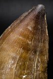 08138 - Well Preserved 2.32 Inch Mosasaur (Prognathodon anceps) Tooth Late Cretaceous