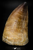 08138 - Well Preserved 2.32 Inch Mosasaur (Prognathodon anceps) Tooth Late Cretaceous