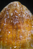 05058 - Top Rare 0.49 Inch Hamadasuchus rebouli Crocodile Tooth Cretaceous KemKem Beds