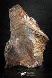 88310 - Top Beautiful 3.29 Inch Nice Cretaceous Crocodile Dermal Scute Bone KemKem
