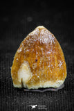 05058 - Top Rare 0.49 Inch Hamadasuchus rebouli Crocodile Tooth Cretaceous KemKem Beds