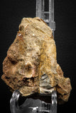 07845 - Top Huge 1.74 Inch Mosasaur (Prognathodon anceps) Tooth in Matrix Late Cretaceous