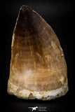 08138 - Well Preserved 2.32 Inch Mosasaur (Prognathodon anceps) Tooth Late Cretaceous