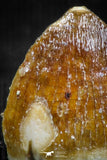 05058 - Top Rare 0.49 Inch Hamadasuchus rebouli Crocodile Tooth Cretaceous KemKem Beds
