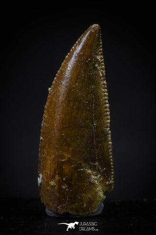 20599 - Top Beautiful 0.84 Inch Serrated Abelisaur Dinosaur Tooth Cretaceous KemKem Beds