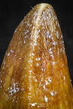 05058 - Top Rare 0.49 Inch Hamadasuchus rebouli Crocodile Tooth Cretaceous KemKem Beds