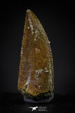 20599 - Top Beautiful 0.84 Inch Serrated Abelisaur Dinosaur Tooth Cretaceous KemKem Beds