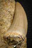 07846 - Rare 2.00 Inch Mosasaurus hoffmanni Tooth on Matrix Late Cretaceous