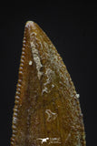 20599 - Top Beautiful 0.84 Inch Serrated Abelisaur Dinosaur Tooth Cretaceous KemKem Beds