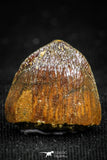 05059 - Top Rare 0.57 Inch Hamadasuchus rebouli Crocodile Tooth Cretaceous KemKem Beds