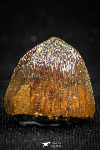 05059 - Top Rare 0.57 Inch Hamadasuchus rebouli Crocodile Tooth Cretaceous KemKem Beds