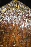 05059 - Top Rare 0.57 Inch Hamadasuchus rebouli Crocodile Tooth Cretaceous KemKem Beds