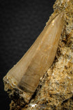 07846 - Rare 2.00 Inch Mosasaurus hoffmanni Tooth on Matrix Late Cretaceous