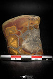 05531 - Beautiful Cut and Polished 1.97 Inch Septarian Nodule from South Morocco