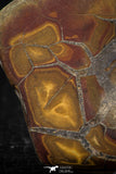 05531 - Beautiful Cut and Polished 1.97 Inch Septarian Nodule from South Morocco