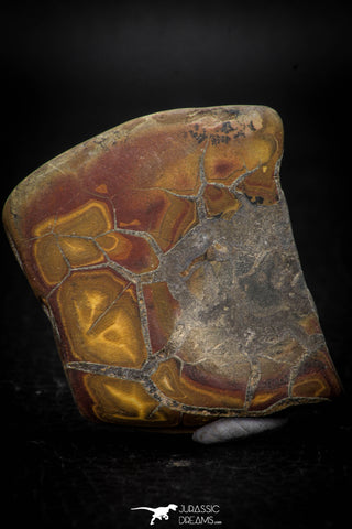 05531 - Beautiful Cut and Polished 1.97 Inch Septarian Nodule from South Morocco