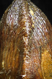 05059 - Top Rare 0.57 Inch Hamadasuchus rebouli Crocodile Tooth Cretaceous KemKem Beds