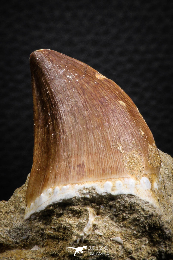 07847 - Top Huge 1.44 Inch Mosasaur (Prognathodon anceps) Tooth in Matrix Late Cretaceous