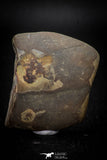 05531 - Beautiful Cut and Polished 1.97 Inch Septarian Nodule from South Morocco