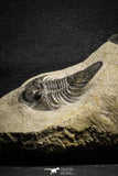 22051 - Top Association Paralejurus spatuliformis + Scabriscutellum sp. Lower Devonian Trilobites