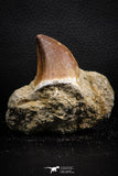 07847 - Top Huge 1.44 Inch Mosasaur (Prognathodon anceps) Tooth in Matrix Late Cretaceous