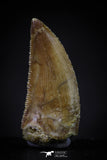 20600 - Top Beautiful 0.85 Inch Serrated Abelisaur Dinosaur Tooth Cretaceous KemKem Beds
